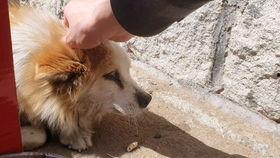 老狗网红爆料视频,揭秘娱乐圈幕后真相  第2张